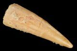 Fossil Pterosaur (Siroccopteryx) Tooth - Morocco #167135-1